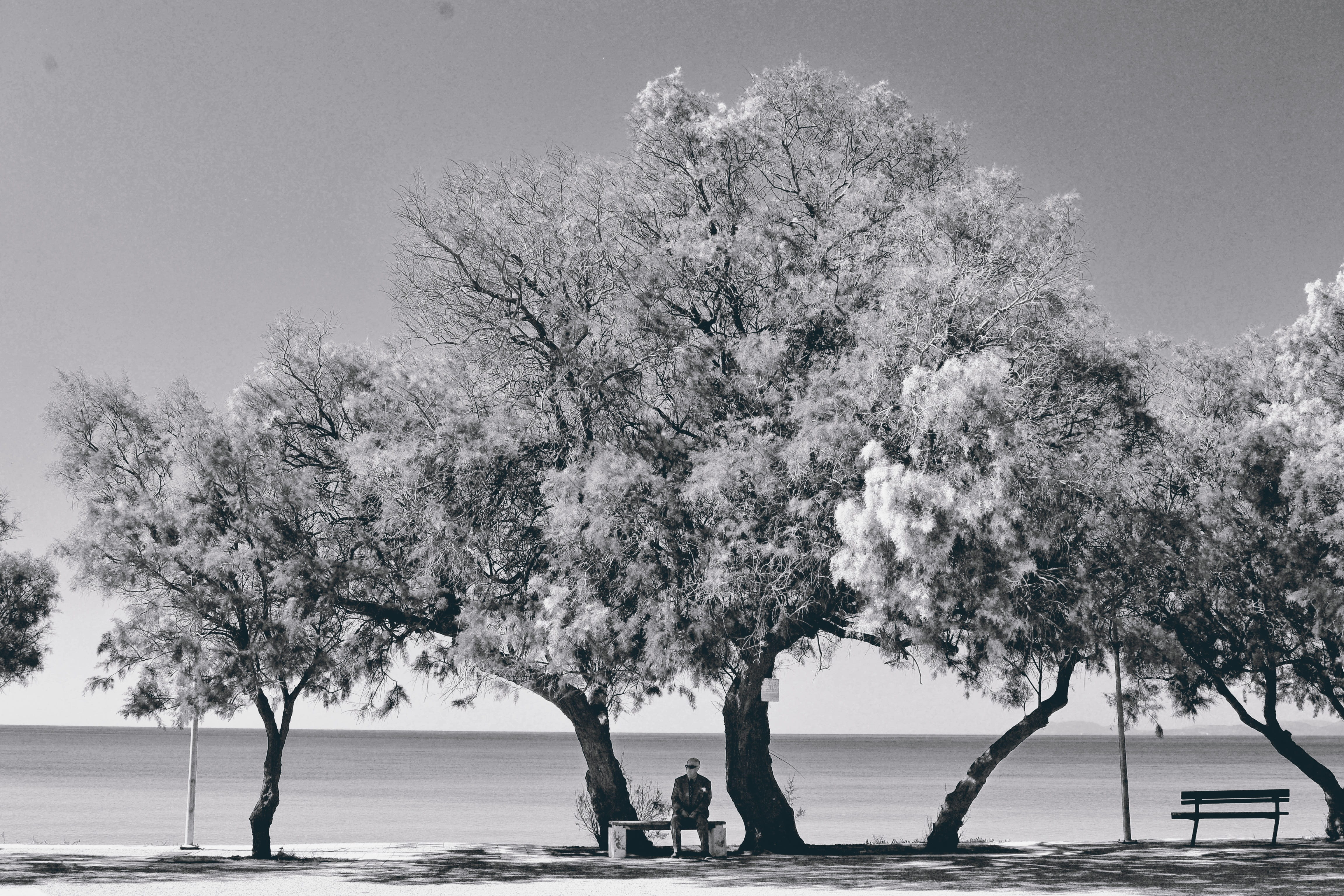 Arbre symbolique en noir et blanc