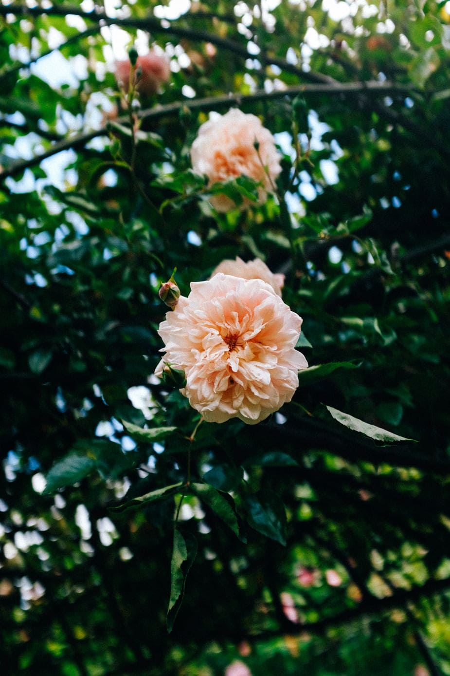 rose
